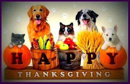 Thanksgiving-Safety-For-Pets