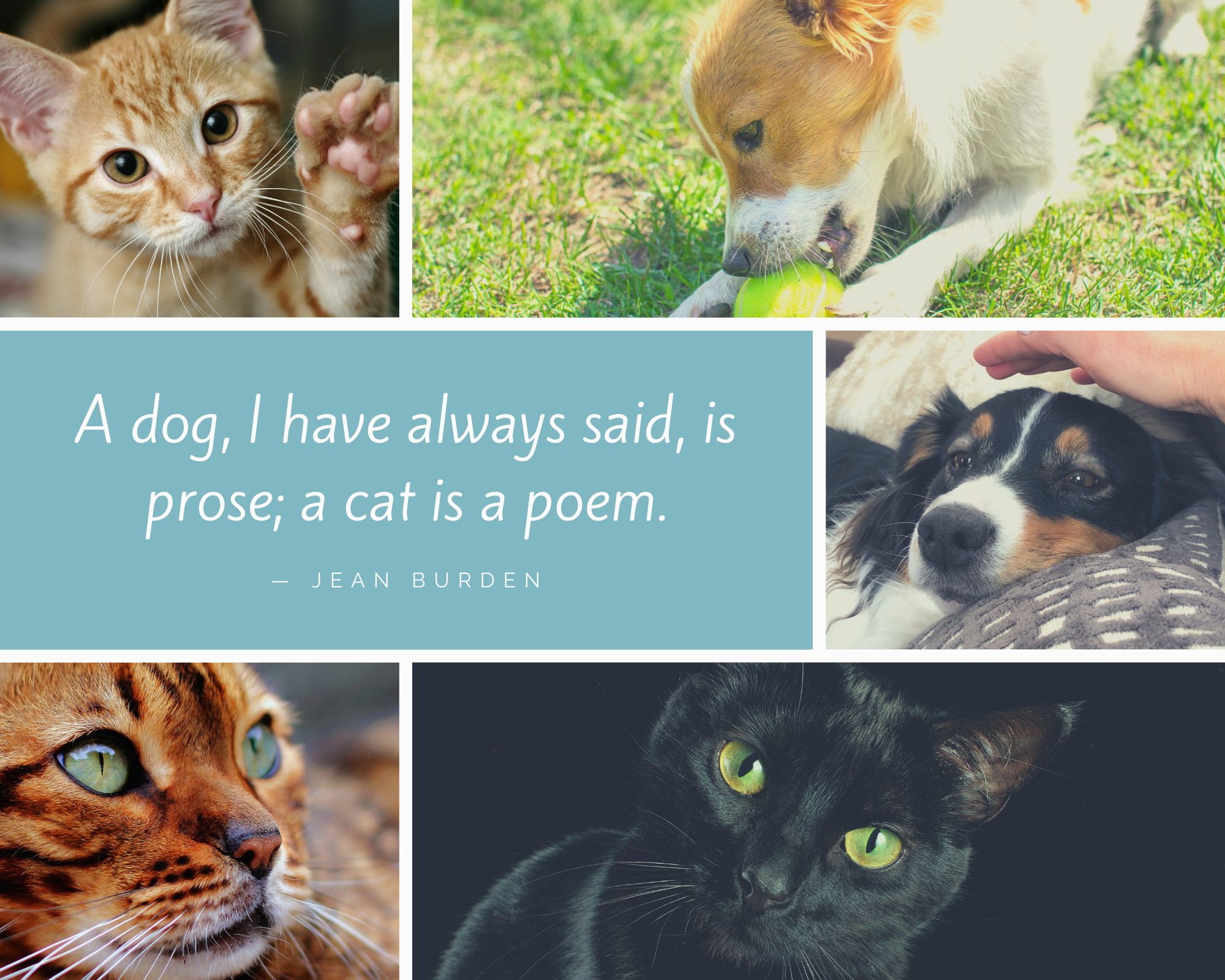 Teal Cat Quote Photo Collage