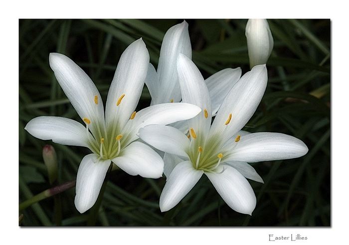 041306 mcintosh easter lillies0524 700