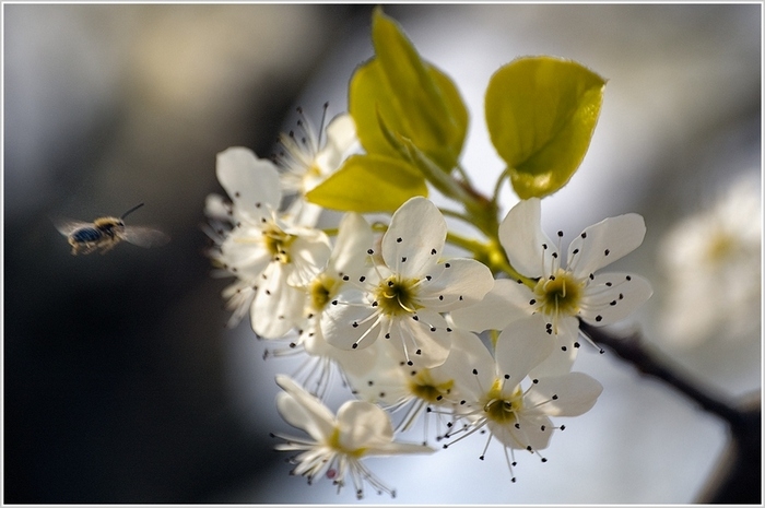 031608 mcintosh bradford blossoms w-bee5135 -b 700